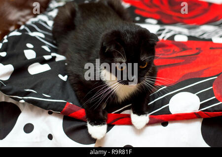 Scottish Fold gatto su un letto luminose, tema Animali Domestici Foto Stock