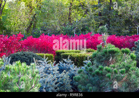 Vari i cespugli e gli alberi venduti nel centro giardino. Sacco di abete, picea, taxus tree, rosa euonymus alata bush in vendita in negozio. Paesaggio estivo Foto Stock