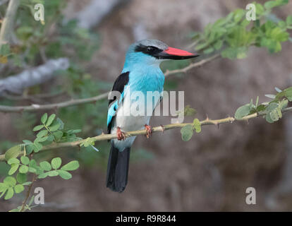 Blue-breasted Kingfisher (Halcyon malimbica) Foto Stock