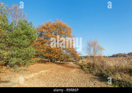 Vista di Frensham Laghetto, un popolare luogo di bellezza per escursionisti vicino a Farnham, Surrey, sud-est dell'Inghilterra, nel tardo autunno Foto Stock