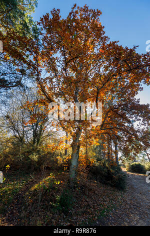 Backlit quercia (Quercus robur) in golden colori autunnali, Frensham Laghetto, Farnham, Surrey, sud-est dell'Inghilterra, nel pomeriggio in una giornata di sole Foto Stock