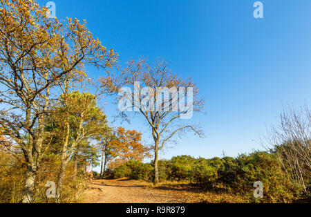 Vista di Frensham Laghetto, un popolare luogo di bellezza per escursionisti vicino a Farnham, Surrey, sud-est dell'Inghilterra, con querce sfrondato in tardo autunno Foto Stock