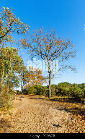 Vista di Frensham Laghetto, un popolare luogo di bellezza per escursionisti vicino a Farnham, Surrey, sud-est dell'Inghilterra, con querce sfrondato in tardo autunno Foto Stock