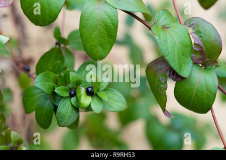 Lonicera japonica thunb o Caprifoglio giapponese ramo con frutti neri durante la stagione invernale Foto Stock