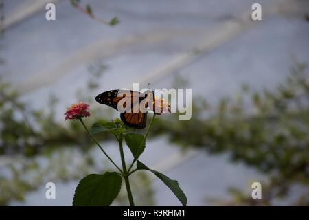 Un arancione e nero butterfly atterra su un piccolo fiore giallo, pronto a nettare sip Foto Stock