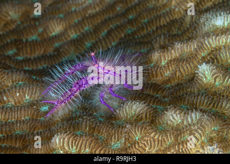 Chiudere l immagine di un peloso aragosta squat (Lauriea siagiani) come si cammina di fretta attraverso corallo cerca di coprire. Foto Stock