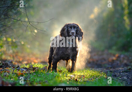 Mature, East Sussex. Il 28 dicembre 2018. Regno Unito: Meteo Fudge, un cocker spaniel, godendo di una passeggiata nei boschi del Sussex alla fine di un soleggiato e mite giornata d'inverno. Credito: Peter Cripps/Alamy Live News Foto Stock