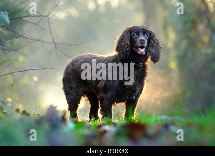 Mature, East Sussex. Il 28 dicembre 2018. Regno Unito: Meteo Fudge, un cocker spaniel, godendo di una passeggiata nei boschi del Sussex alla fine di un soleggiato e mite giornata d'inverno. Credito: Peter Cripps/Alamy Live News Foto Stock