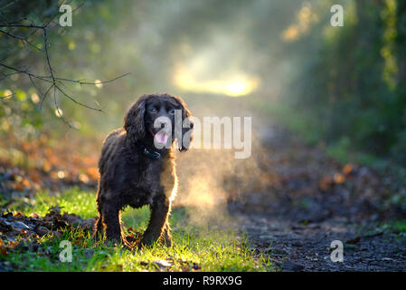 Mature, East Sussex. Il 28 dicembre 2018. Regno Unito: Meteo Fudge, un cocker spaniel, godendo di una passeggiata nei boschi del Sussex alla fine di un soleggiato e mite giornata d'inverno. Credito: Peter Cripps/Alamy Live News Foto Stock