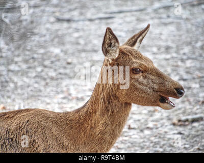 Daini guarda nella telecamera. Vecchio animale robusto con caldi spessa pelliccia d'inverno. Foto Stock