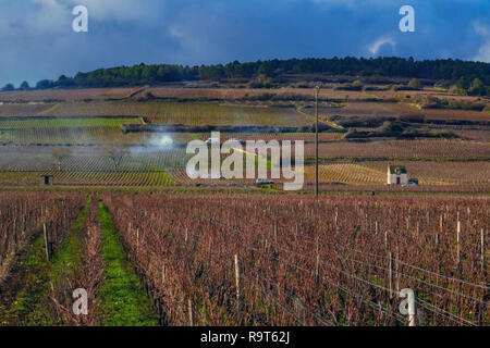 Vigneti in inverno, Beaune, vicino a Digione, Borgogna, Francia Foto Stock