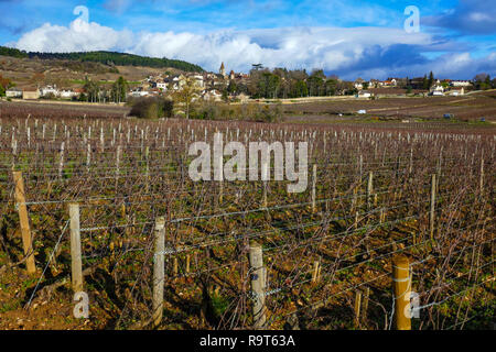 Vigneti in inverno, Beaune, vicino a Digione, Borgogna, Francia Foto Stock