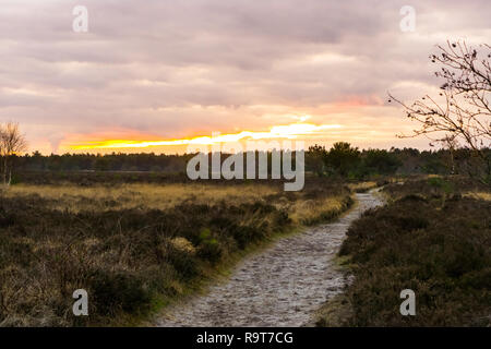 Strada a piedi attraverso un paesaggio di heather nella foresta al tramonto, effetto colorato nel Cielo e nubi Foto Stock