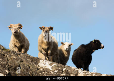 Pecore delle Shetland Foto Stock