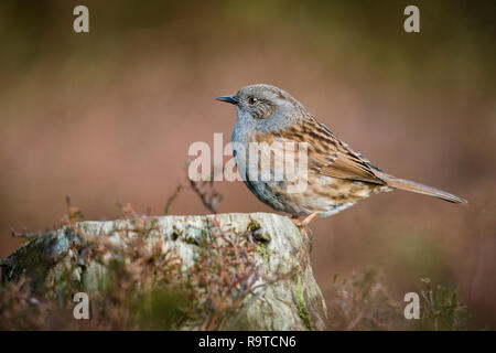 Close up ritratto di un comune Dunnock assorbendo alcuni sole invernale mentre seduto su un ceppo di albero con heather in primo piano e sfondo sfocato Foto Stock