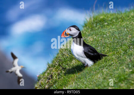 Atlantic puffin (Fratercula arctica) sulla scogliera sul mare top in colonie di uccelli marini e northern gannet passando da, Hermaness, Unst, isole Shetland, Scozia Foto Stock