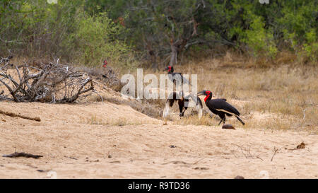 Massa meridionale hornbill (Bucorvus cafer) alimentazione rana per bambini Foto Stock