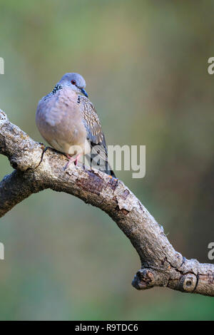 Western colomba punteggiata (Spilopelia suratensis) appollaiato sul ramo. Pangot. Distretto di Nainital. Uttarakhand. India. Foto Stock