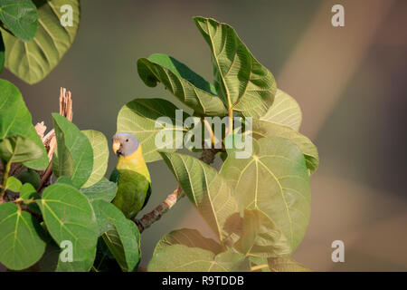 Prugna-Headed Parakeet (Psittacula cyanocephala), femmina appollaiato sulla struttura ad albero. Pangot. Distretto di Nainital. Uttarakhand. India. Foto Stock