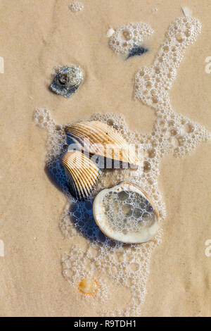 Close up di gusci sul Golfo del Messico sulla spiaggia di St George Island in Florida negli Stati Uniti Foto Stock