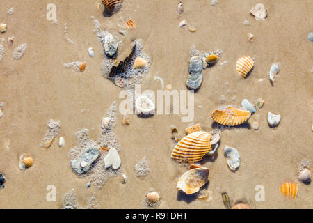 Close up di gusci sul Golfo del Messico sulla spiaggia di St George Island in Florida negli Stati Uniti Foto Stock