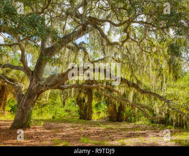 Live Oak alberi coperti di muschio Spagnolo in Oscar Scherer del Parco Statale di Osprey Florida Foto Stock