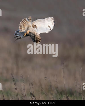 Un breve selvatici Eared gufo comune (asio flammeus) immersioni verso il basso sulla preda ignaro, Gloucestershire Foto Stock