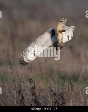 Un breve selvatici Eared gufo comune (asio flammeus) immersioni verso il basso sulla preda ignaro, Gloucestershire Foto Stock