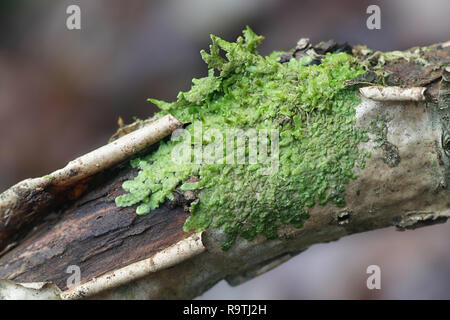 Anche Scalewort moss, Radula complanata, una cannabis moss Foto Stock