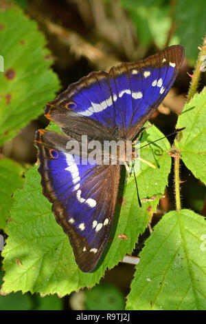 Viola imperatore butterfly, Apatura Iris, a Fermyn boschi, Northamptonshire, Regno Unito Foto Stock