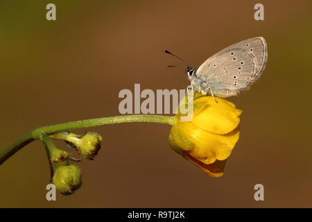Piccolo Blue Butterfly appollaiato su un Buttercup Foto Stock