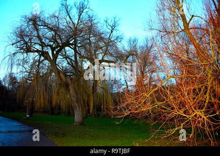 Alberi con foglie non su Hampstead Heath su una sera d'inverno nel nord di Londra. Colori contrastanti. Foto Stock