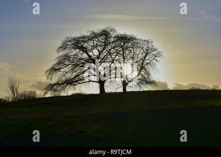 Tramonto attraverso gli alberi in una fredda sera d'inverno a Hampstead Heath nel nord di Londra Foto Stock