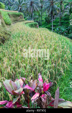 Vista verticale di Tegallalang campi di riso in Ubud, Bali, Indonesia Foto Stock