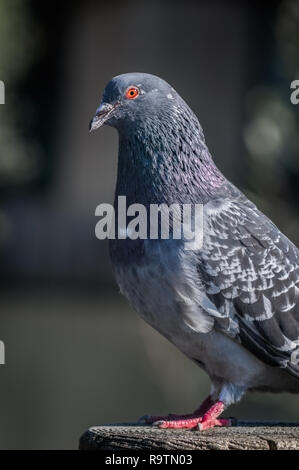 Close up di un piccione si appollaia su una recinzione. Foto Stock