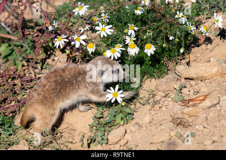 Giovani Suricata e camomilla. Curioso meerkat (Suricata suricatta). Foto Stock