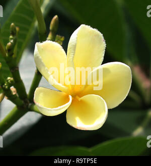 Un giallo frangipane ad albero ( Plumeria Alba ) Foto Stock