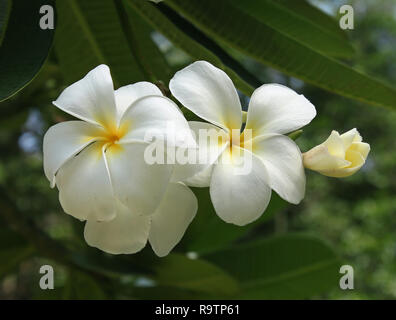 Un bianco frangipane ad albero ( Plumeria Alba ) Foto Stock