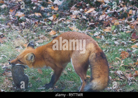 Red Fox Squirrel mangiare Foto Stock