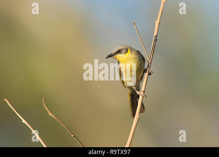 Un grigio-fronteggiata Honeyeater, Lichenostomus plumulus, appollaiato su un ramo con copia spazio. Foto Stock