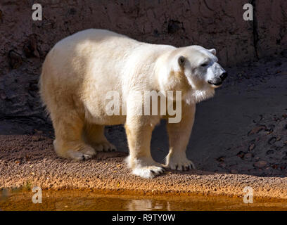 Un orso polare sorge sulla riva di un laghetto. Foto Stock