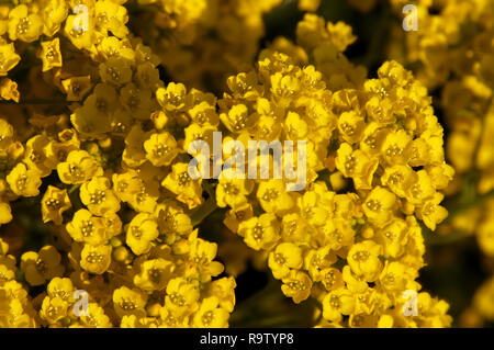 Cestino d'oro (Alyssum alyssoides) in primo piano Foto Stock