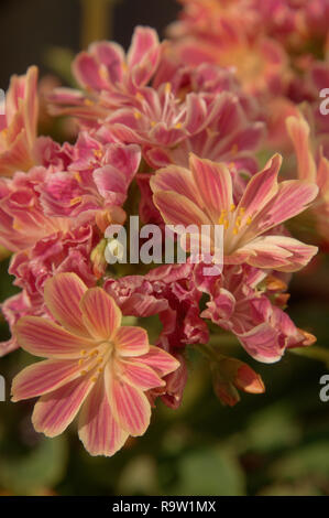 Siskiyou lewisia o Cliff maids (Lewisia cotyledon) fioritura in giardino svizzero Foto Stock