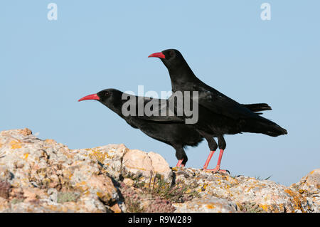 Red fatturati, CHOUGH Pyrrhocorax pyrrhocorax, coppia di uccelli in piedi su una roccia Foto Stock