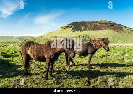 Cavalli islandesi in un pascolo nel sud dell'Islanda, l'Europa. Foto Stock