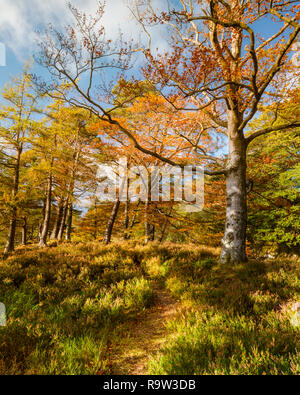 Tardo autunno tramonto proietta luce dorata sulla rocciosa colture fuori del Fiume Tees che sono il fondamento di un'area di eccezionale bellezza sapere come bassa forza Foto Stock