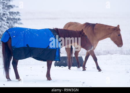 Cavalli, uno indossando un animale coperta per proteggerla dal freddo, in pascolo sulla giornata invernale nel sud di Alberta, Canada Foto Stock