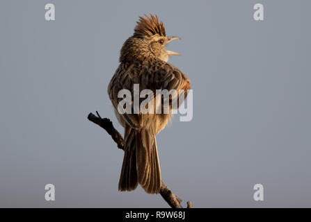 Sabota Lark (Calendulauda sabota) Foto Stock