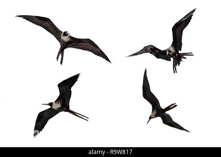 Femmina adulta Fregata magnificens magnifico frigatebird battenti in diverse posture isolati su sfondo bianco Foto Stock