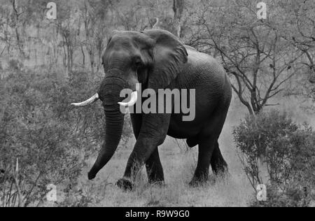 Foto in bianco e nero di singolo elefante maschio a piedi attraverso il sottobosco, il Parco Nazionale di Etosha, Namibia Foto Stock